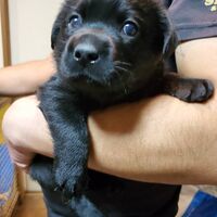 画像1364：子犬情報