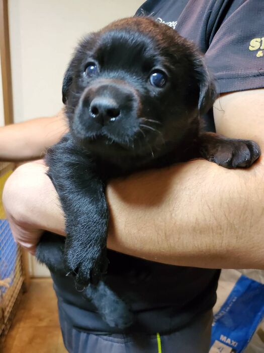 画像1364：子犬情報